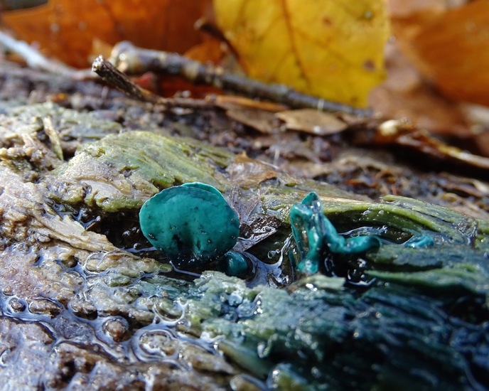 Kopergroen bekerzwam.