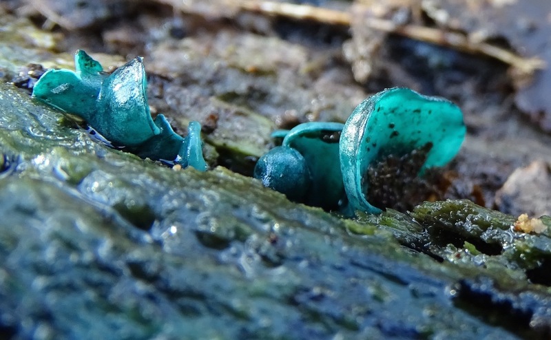 Kopergroen bekerzwam.