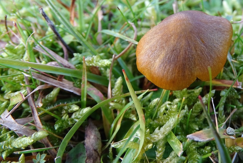 Zwartwordende wasplaat.