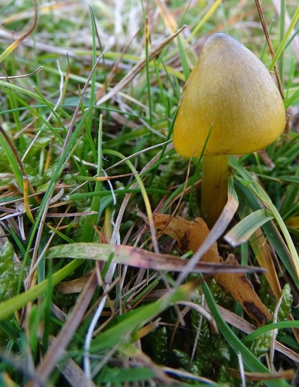 Zwartwordende wasplaat.