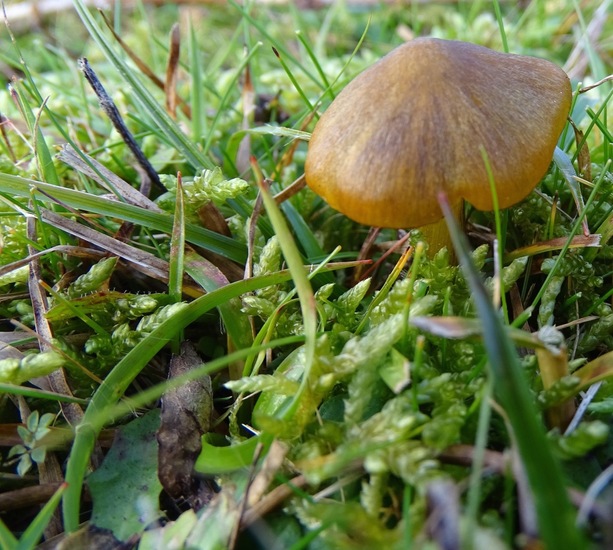 Zwartwordende wasplaat.