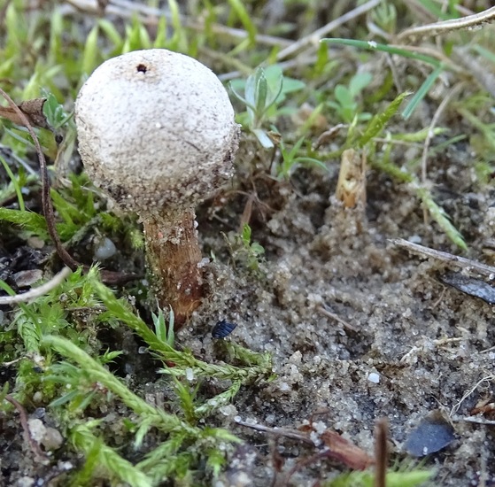 Ruwstelige stuifbal.