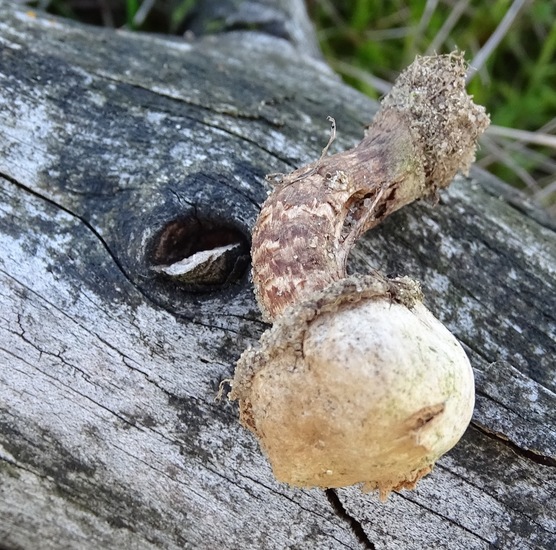 Ruwstelige stuifbal.