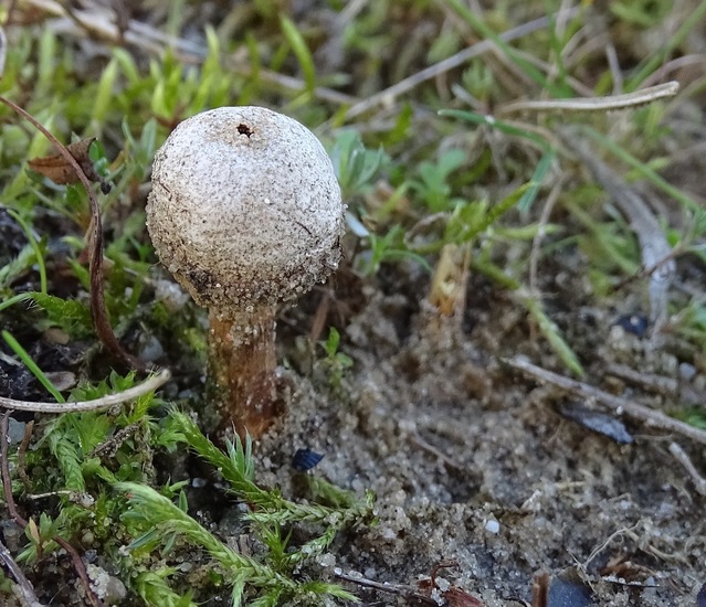 Ruwstelige stuifbal.