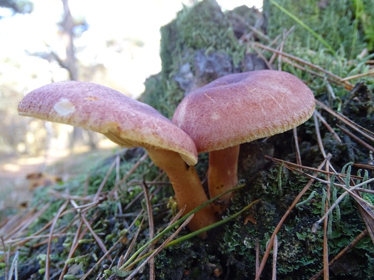Purperrode russula.