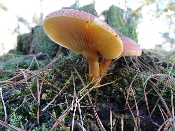 Purperrode russula.
