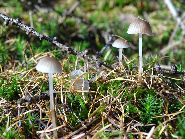 Mycena.