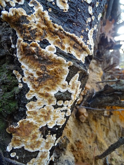 Beginstadium van gewoon elfenbankje?
