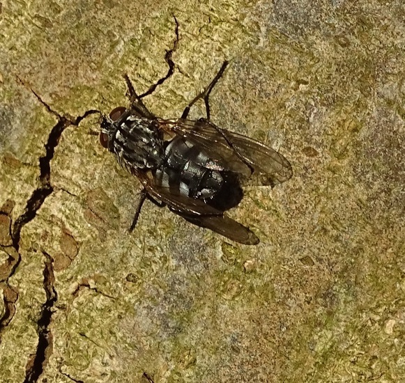 Vleesvlieg op schors.