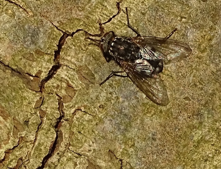 Vleesvlieg op schors.