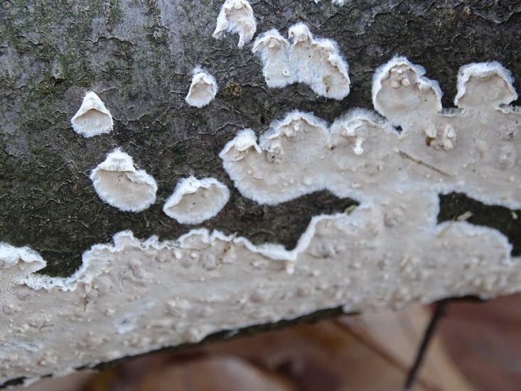 Beginstadium korstzwam.