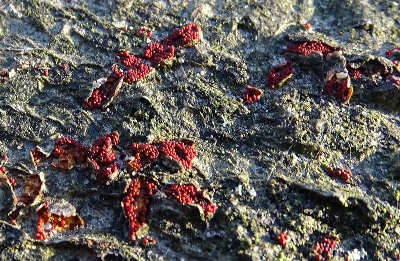 Bloedrode meniezwam.