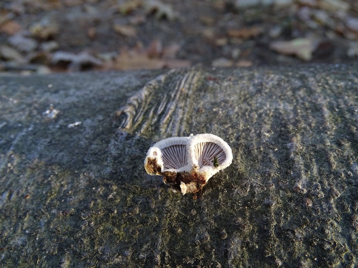 Waaiertje, onderkant.