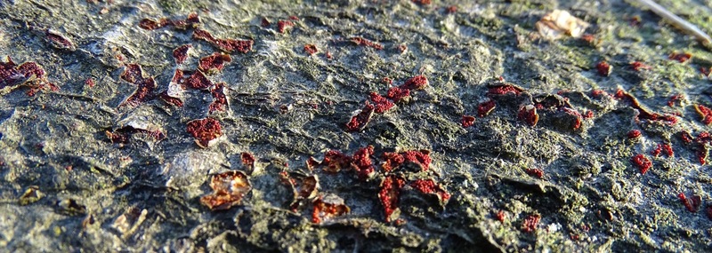 Bloedrode meniezwam.