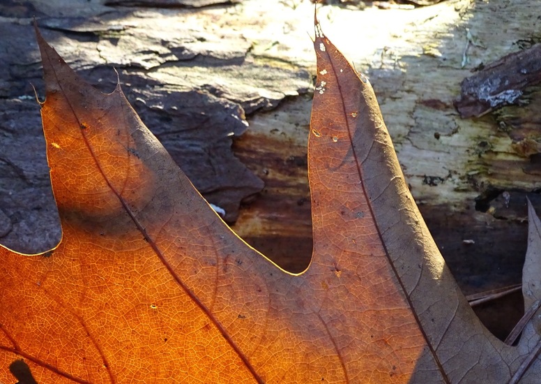 Eikenblad.