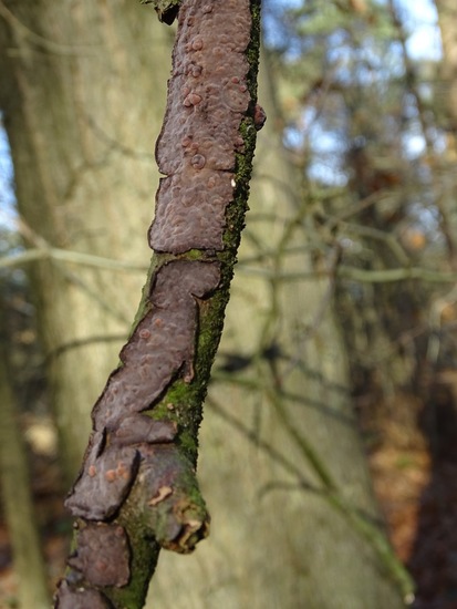 Paarse eikenschorszwam.