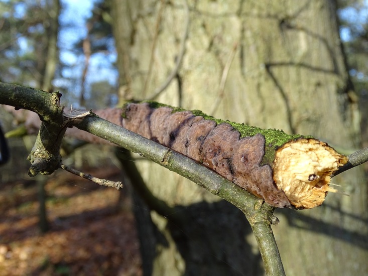 Paarse eikenschorszwam.