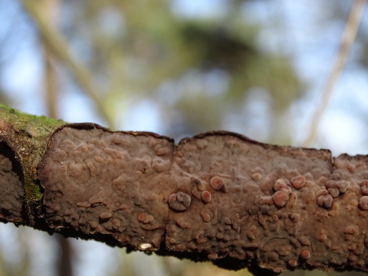 Paarse eikenschorszwam.