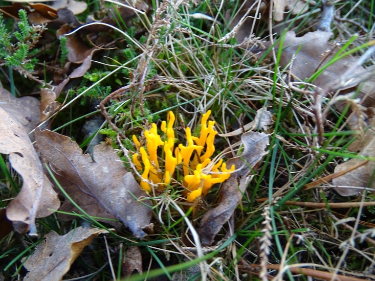 Kleverig Koraalzwam.