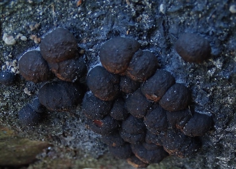 Vergroeide kogelzwam?