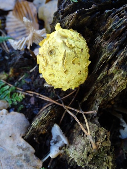 Gele aardappelbovist.