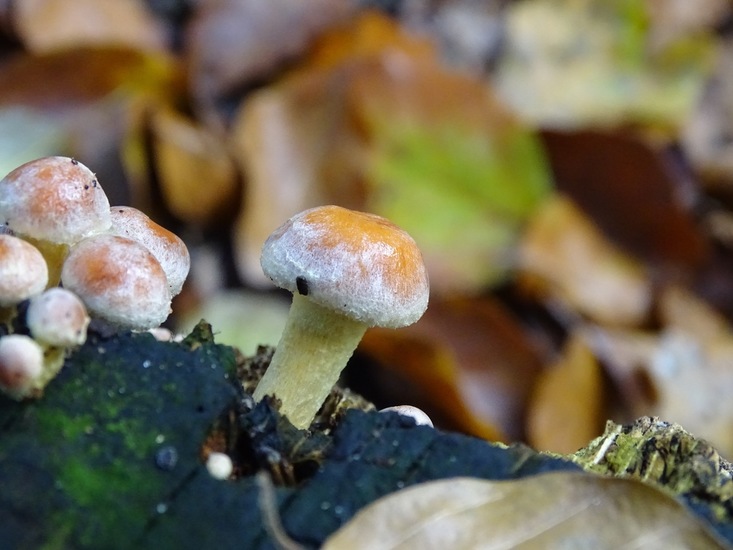 Zwavelzwam, Surae 2016.