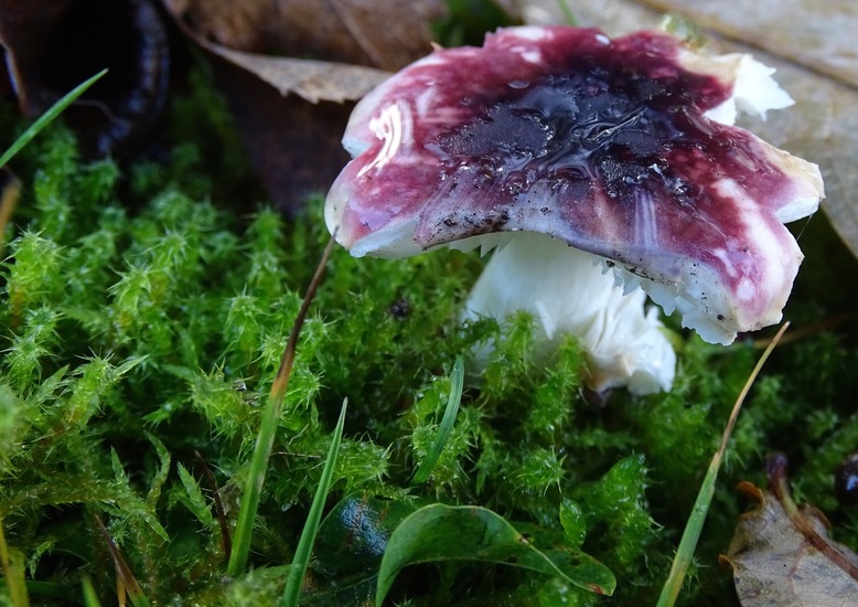 Braakrussula.
