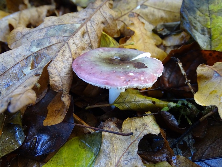 Braakrussula.