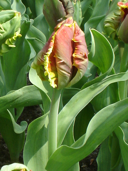 Tulp.