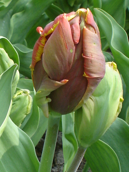Tulp.