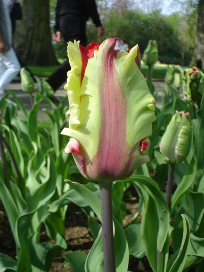Tulp.