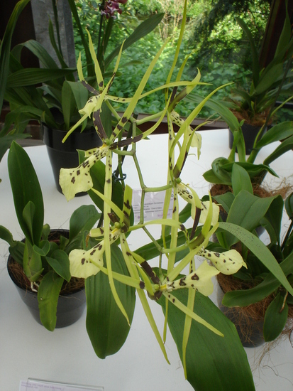 orichidee.