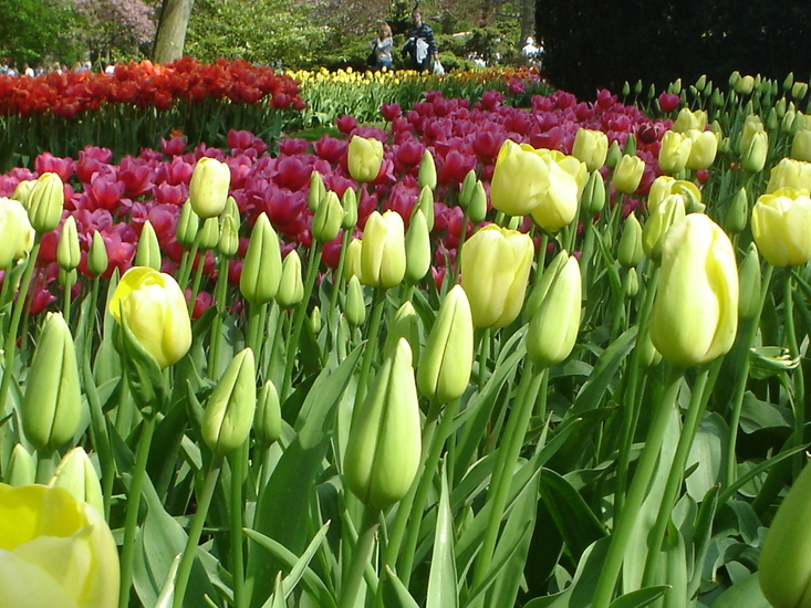 Tulpen.