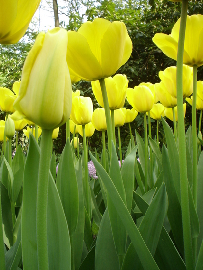 Tulpen.