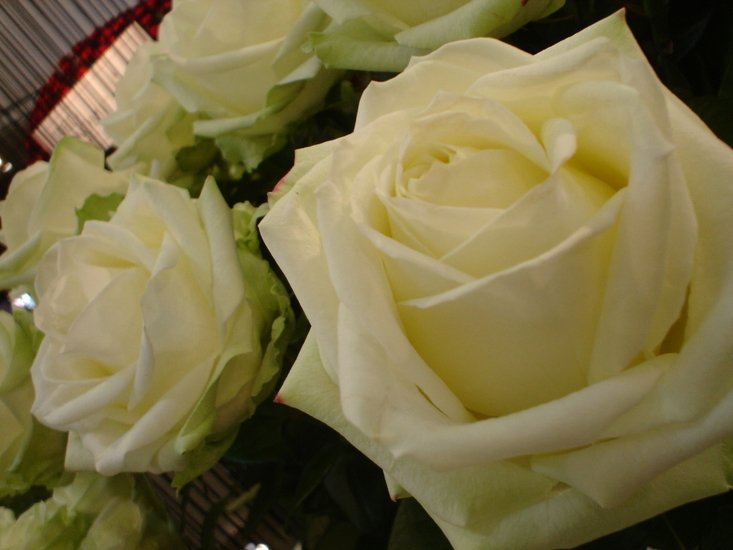 Witte roos.