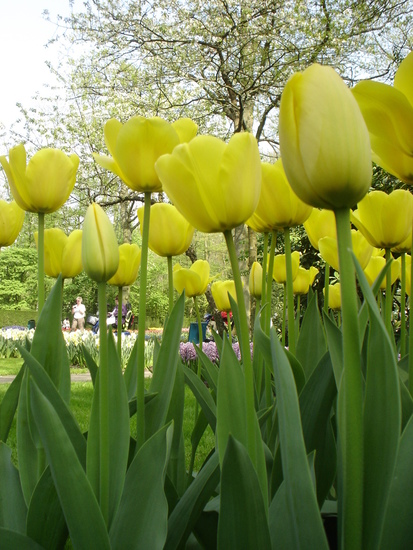 Tulpen.