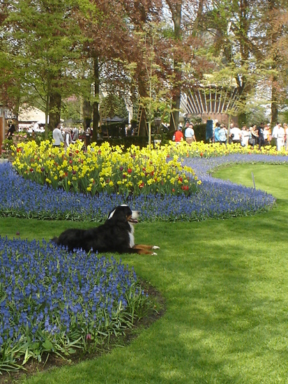 Keukenhof.