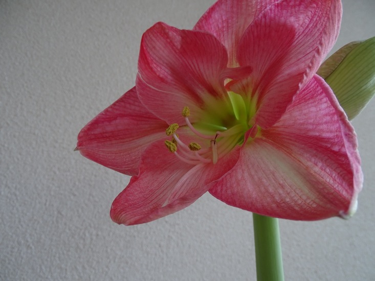 Amaryllis.