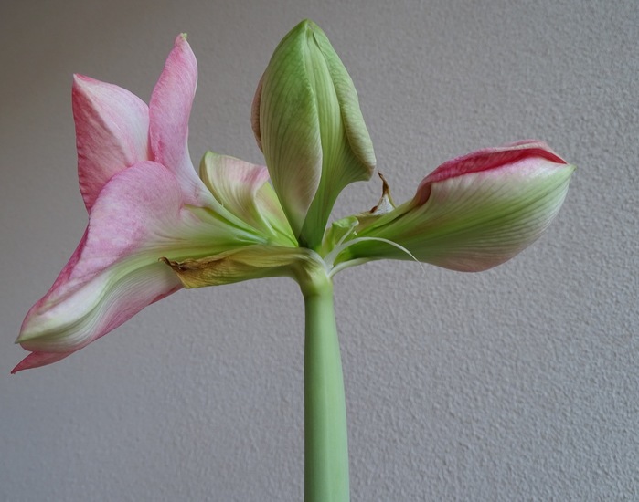 Amaryllis.