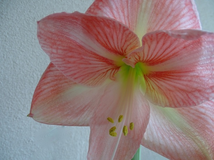 Amaryllis.