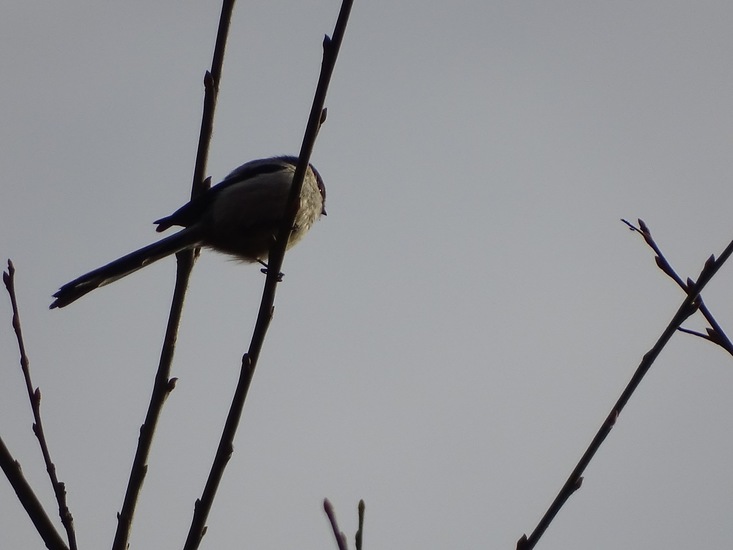 Wolfsweidepark, 8-12-2016.
