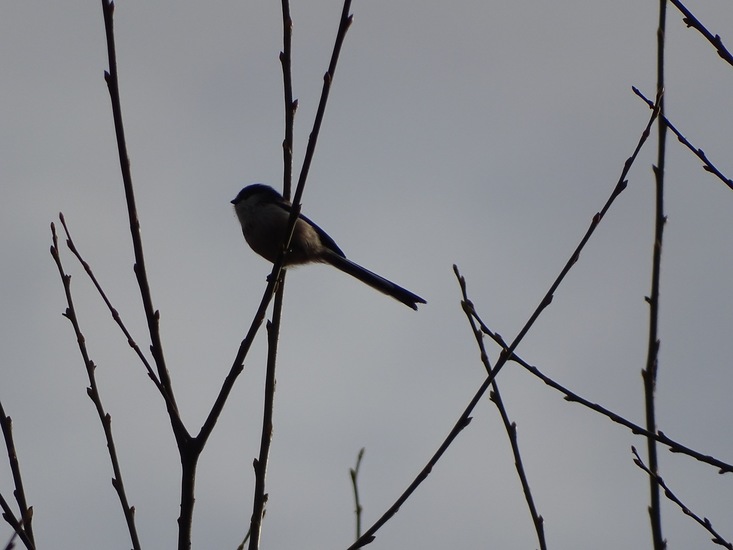 Wolfsweidepark, 8-12-2016.