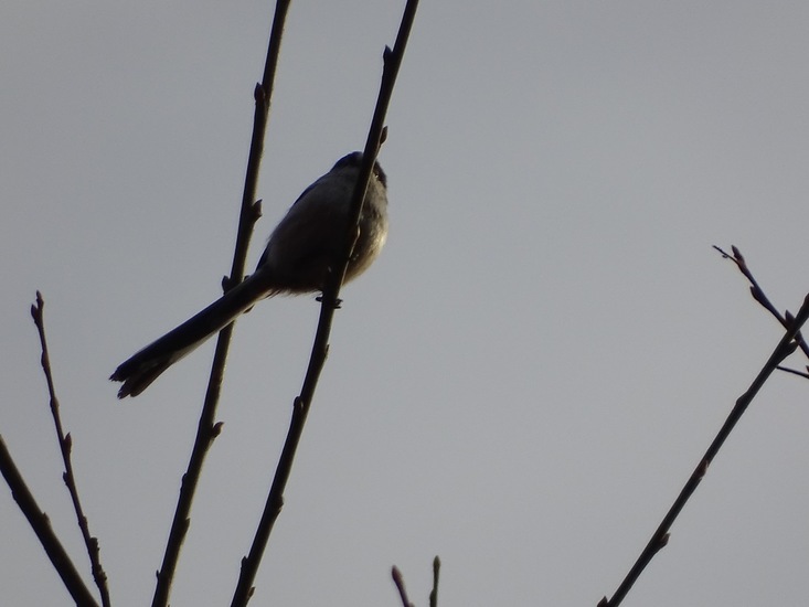 Wolfsweidepark, 8-12-2016.
