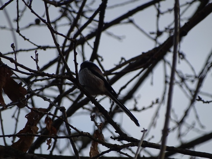 Wolfsweidepark, 8-12-2016.