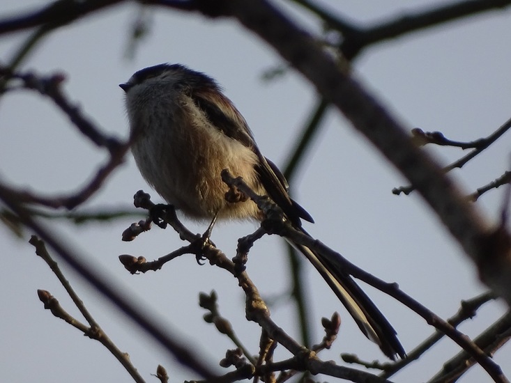 Wolfsweidepark, 8-12-2016.