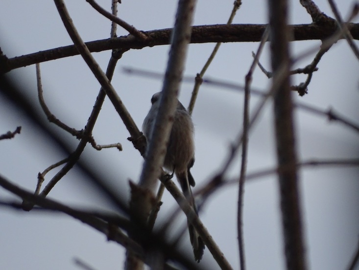 Wolfsweidepark, 8-12-2016.
