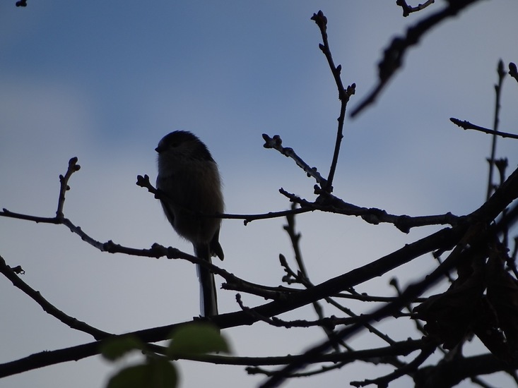 Wolfsweidepark, 8-12-2016.
