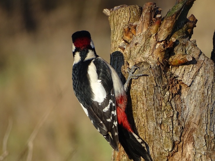 Ken en Geniet, Dongen.