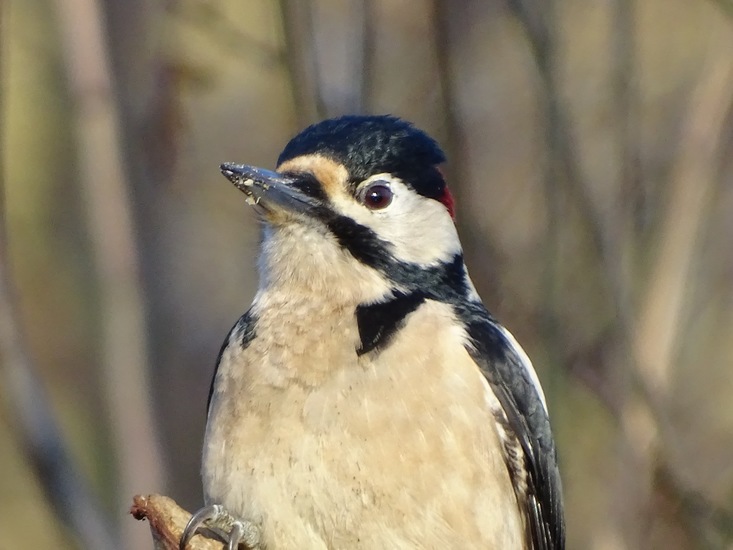Ken en Geniet, Dongen.
