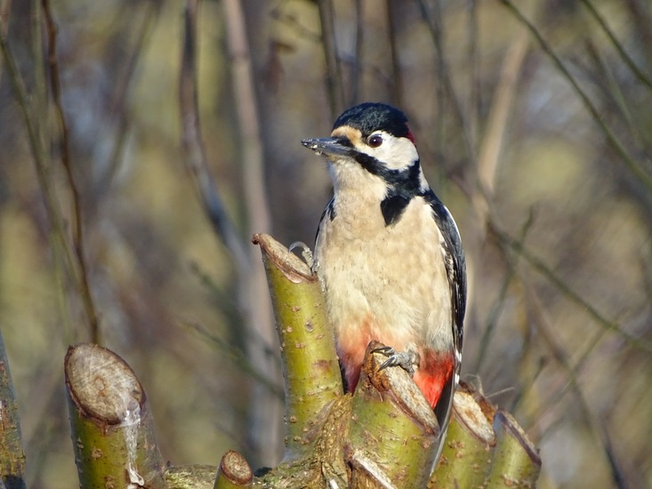 Ken en Geniet, Dongen.